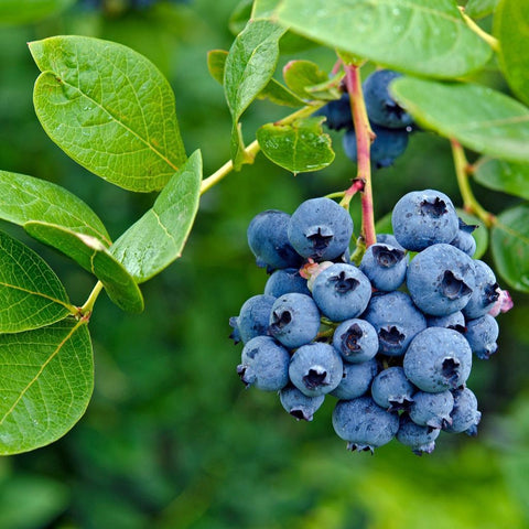 Blueberries