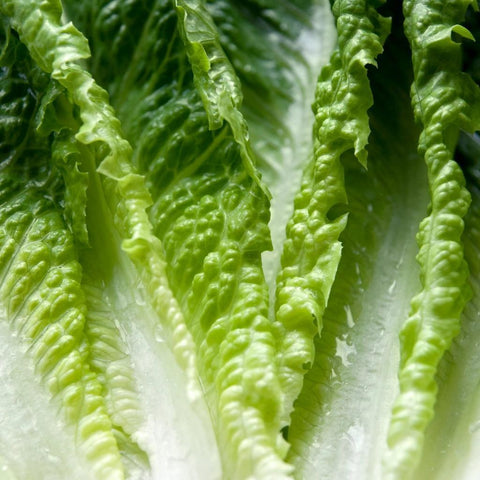 Romaine Lettuce