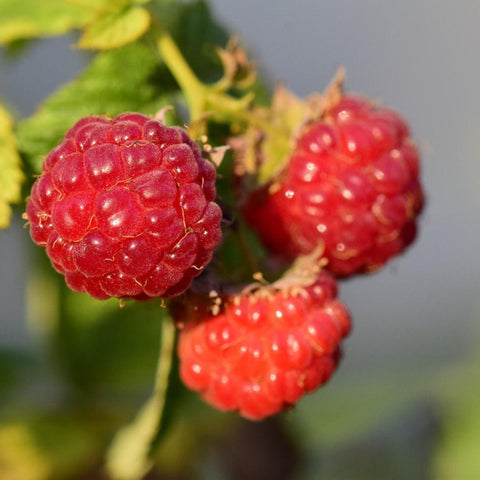 Raspberries