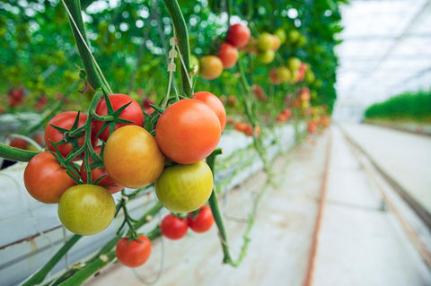 Greenhouse Cherry Tomatoes