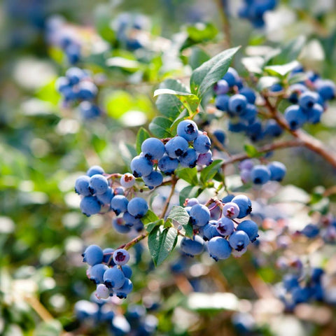 Blueberries