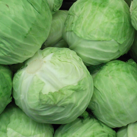 Green Cabbage