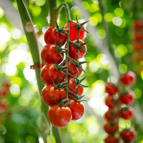 Greenhouse Tomatoes