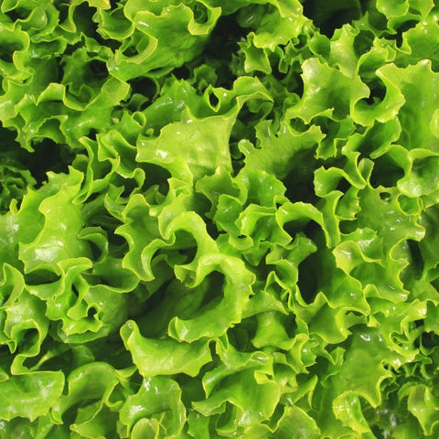 Romaine Lettuce