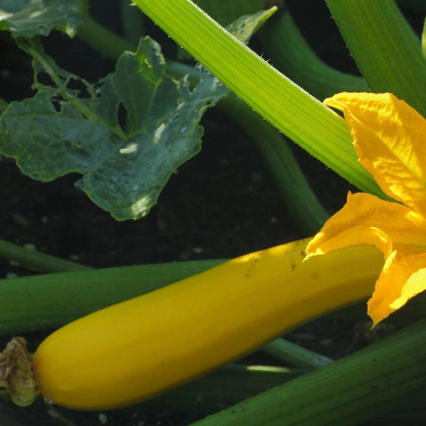 Yellow Squash