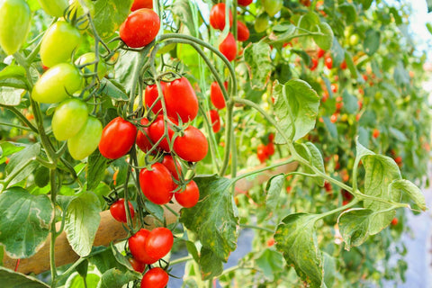 Greenhouse Cherry Tomatoes
