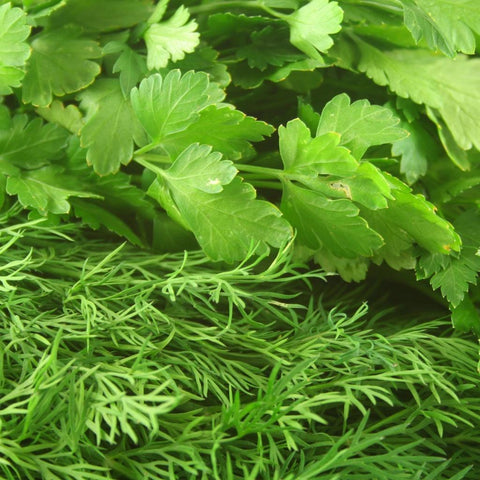 Dill (Fresh Herb)