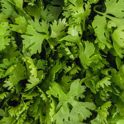 Bunched Cilantro