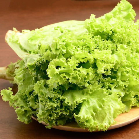 Green Leaf Lettuce