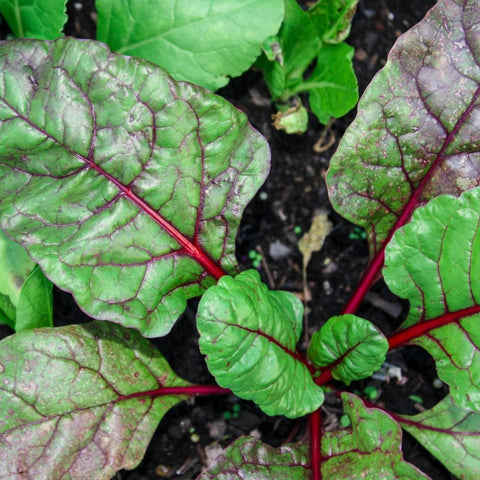 Swiss Chard