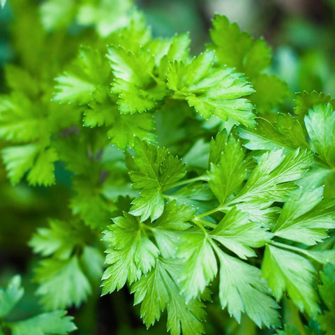 Bunched Parsley