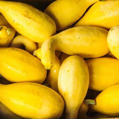Yellow Squash