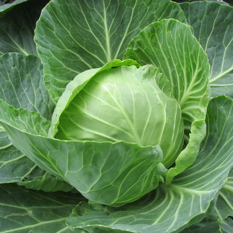 Green Cabbage