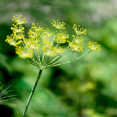 Dill (Head)