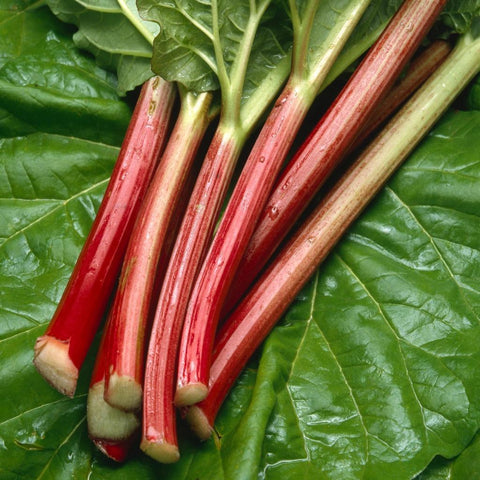 Rhubarb
