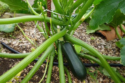 Greenhouse Zucchini