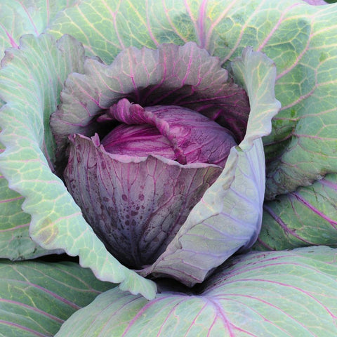 Red Cabbage