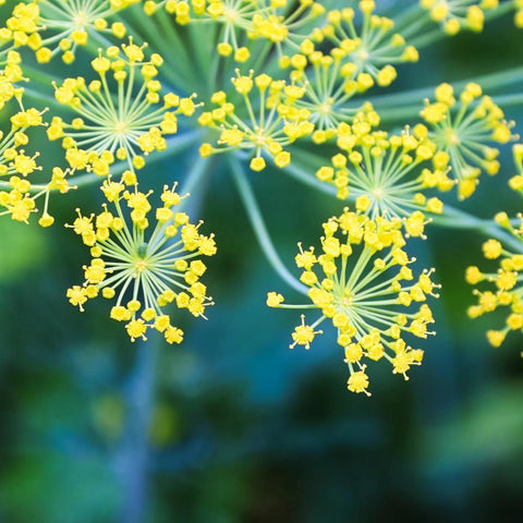 Dill (Head)