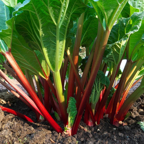 Rhubarb