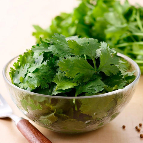 Bunched Cilantro