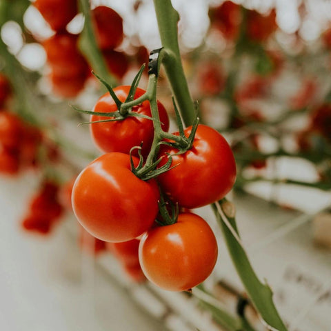 Greenhouse Tomatoes