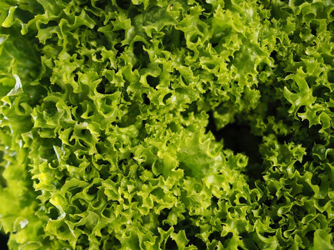 Greenhouse Kale