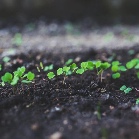 Arugula