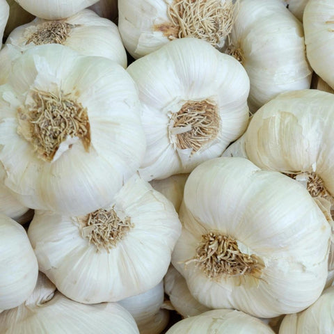 Garlic