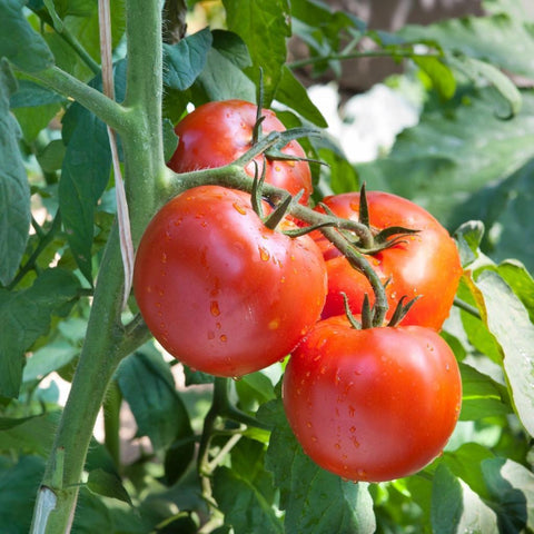 Greenhouse Tomatoes