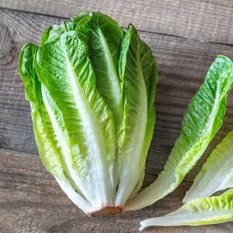 Romaine Lettuce