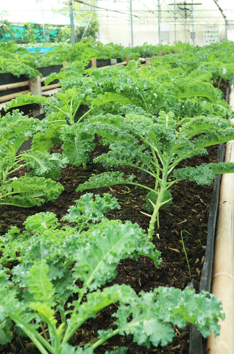 Greenhouse Kale