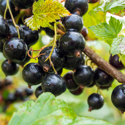 Blackcurrants