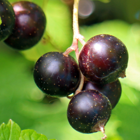 Blackcurrants
