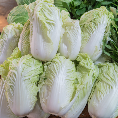Napa Cabbage