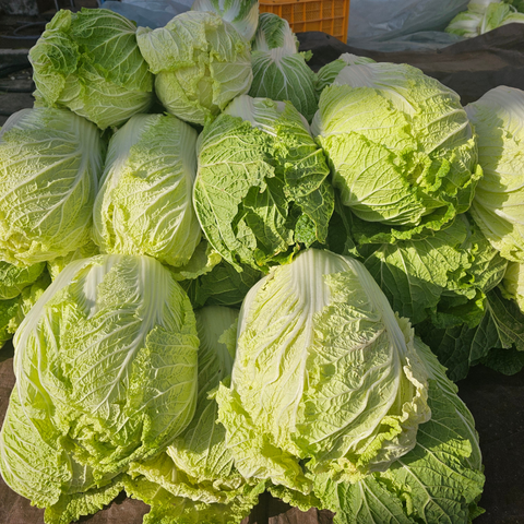 Napa Cabbage