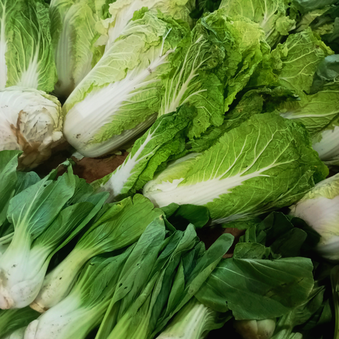 Napa Cabbage