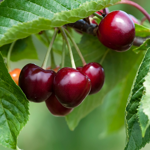 Cherries