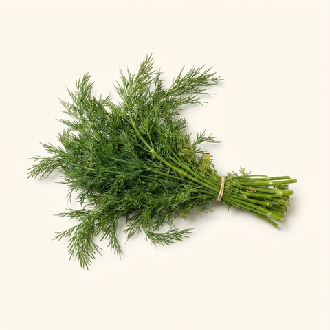Dill (Fresh Herb)