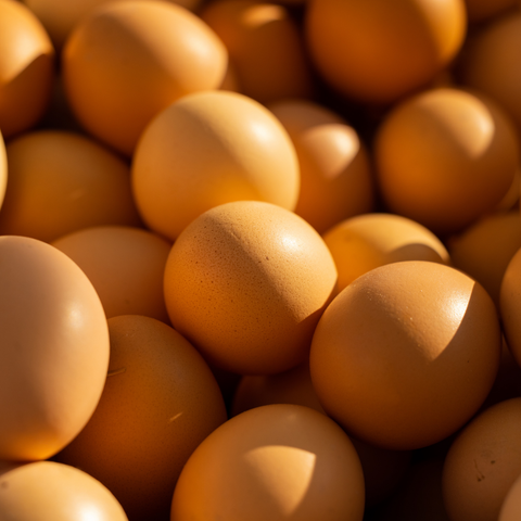 Fresh Eggs