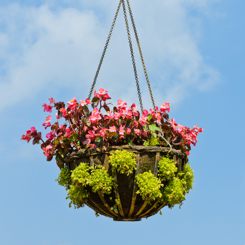 Hanging Flower Basket