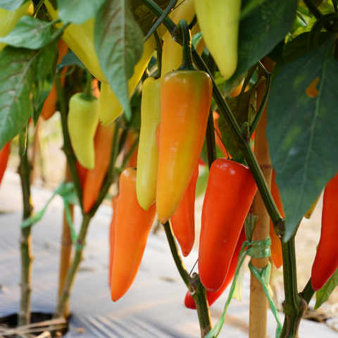 Hungarian Hot Pepper