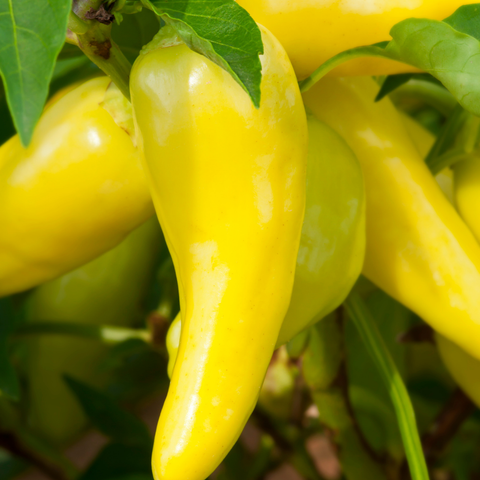 Hungarian Hot Pepper