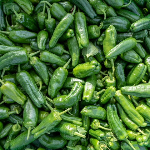 Jalapeno Pepper