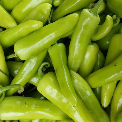 Jalapeno Pepper