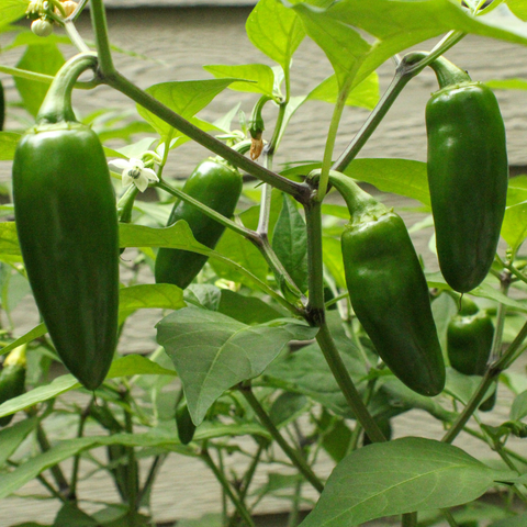 Jalapeno Pepper