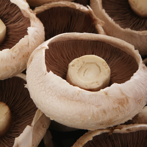 Mushroom Portabello