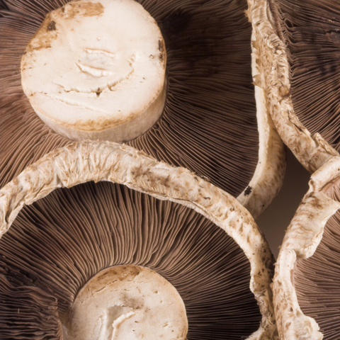 Mushroom Portabello