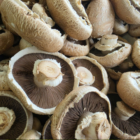 Mushroom Portabello