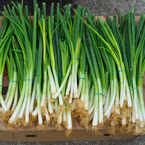 Bunched Onions