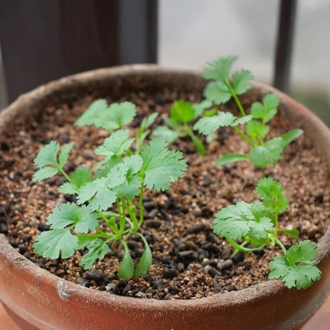 Bunched Cilantro